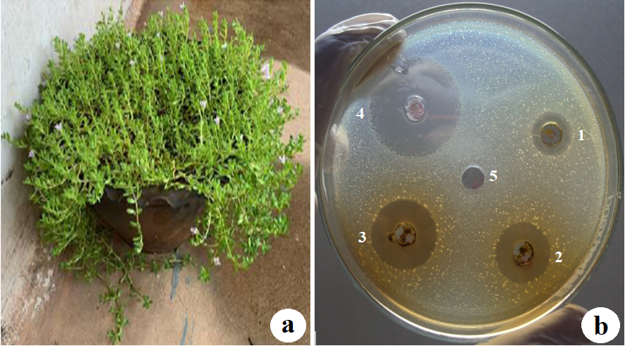 Figure 1. Bactericidal activity of Bacopa monnieri (L.) Pennell: a) Bacopa monnieri in a garden pot; b) crude leaf ethanol extract antimicrobial activity on Staphylococcus aureus. Note: 1-3: Inhibition zones of crude leaf ethanol extracts con.100; 200; 100µg/ml respectively; 4: positive control zone of inhibition; 5: negative control zone of inhibition.