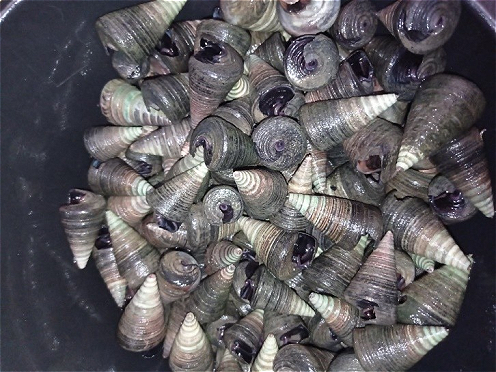 Figure 1. Mangrove snails from Selat Panjang waters, Meranti Islands, Riau Province, Indonesia.