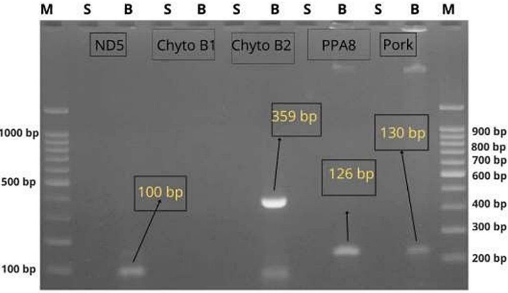 Figure 1. Visualization of pig-specific primers on pig and meatball DNA samples. Note: Cyto = Cytochrome, PPA8 = MTATP8, ND5 = NADH dehydrogenase subunit 5, M = Marker, S = Cow (meatball), and B = Pig (corned).