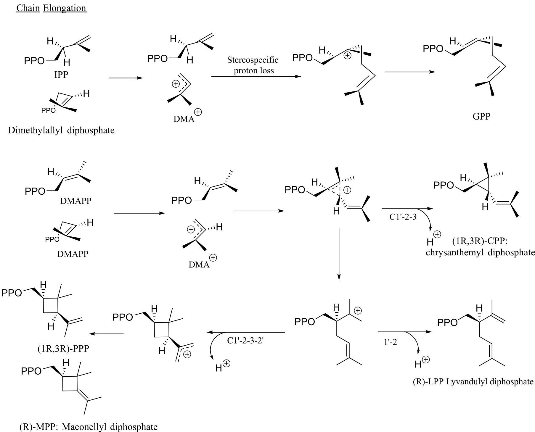 Figure 3. Dissociative electrophilic alkylation mechanism for chain elongation, cyclopropanation, branching, and cyclobutanation.