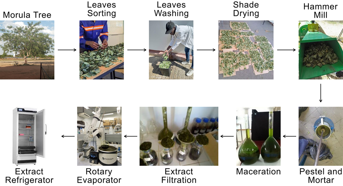 Figure 1.Sclerocarya birrea extract preparation.