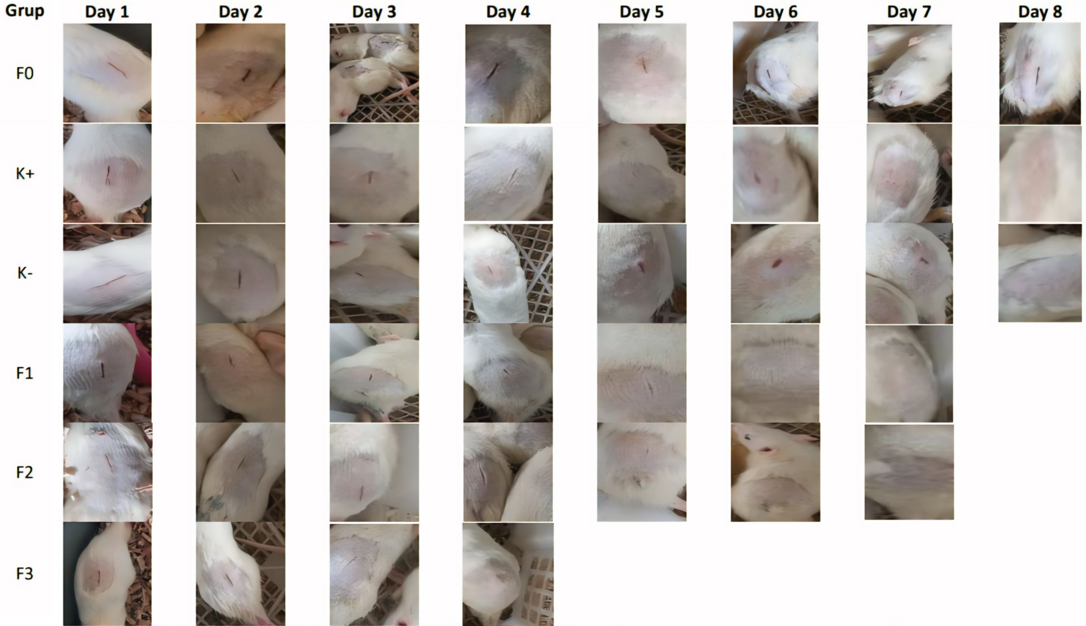 Figure 3. Representative wound-healing progression in each group from day 0 to day 8.