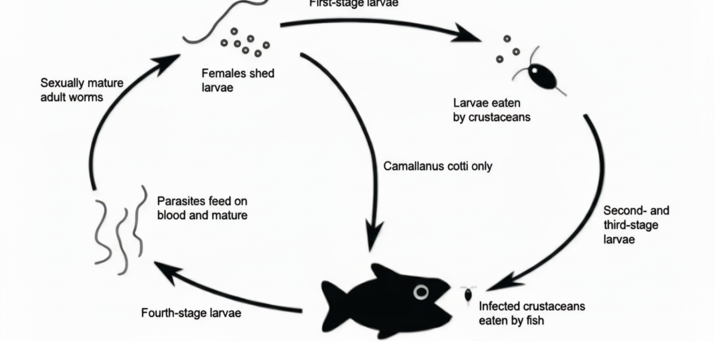  Figure 6. Life cycle of Camallanus sp.