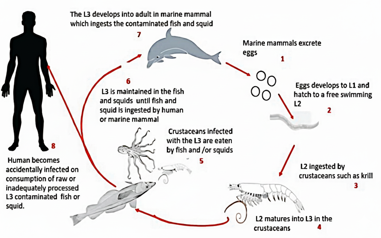 Figure 4. Transmission process of Anisakis sp. from marine hosts to human.