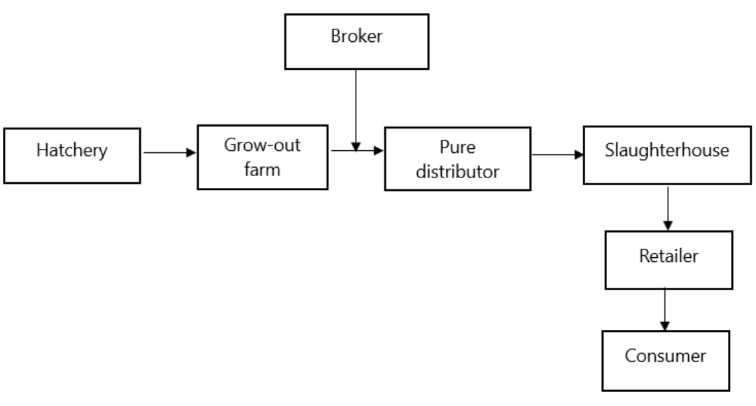Figure 2. Chicken supply chain flow in Asem Market, Surabaya.