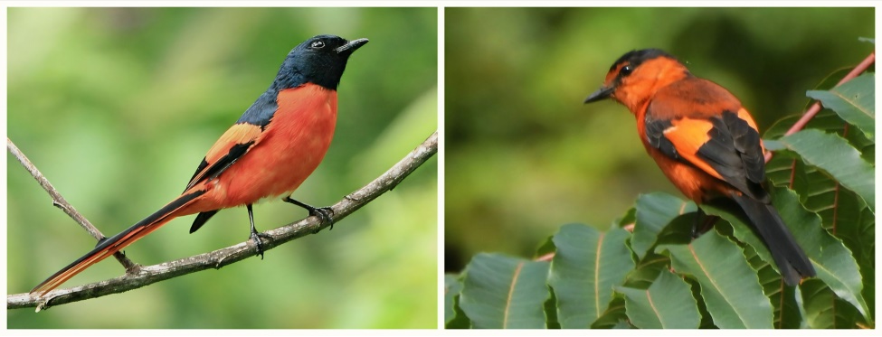 Figure 7. Pericrocotus Miniatus (Mountain Minivet).