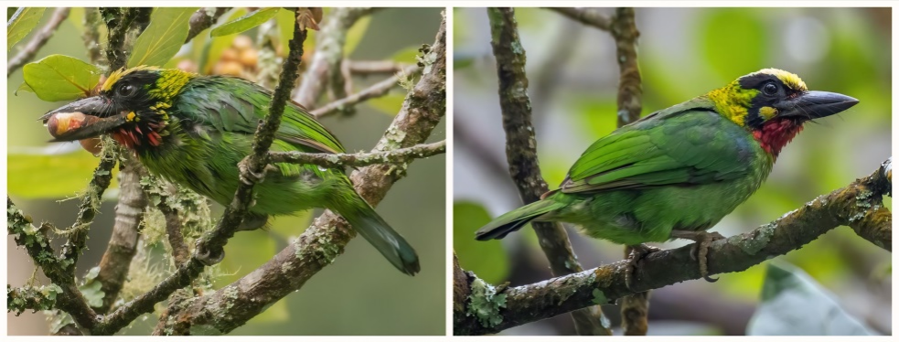 Figure 4. PsilopogonJjavensis (Yellow-eared Barbet).