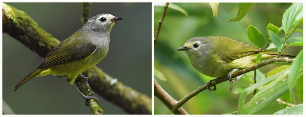 Figure 3. Heleia Javanica (Javan Grey-throated White-eye).