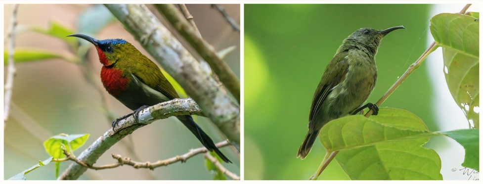 Figure 6. Aethopyga Eximia (Javan Grey-throated Sunbird). 