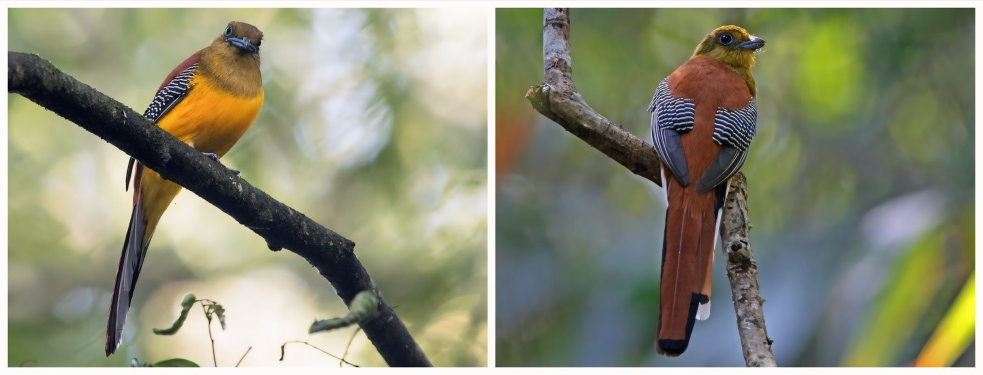 Figure 5. Harpactes Oreskios (Orange-breasted Trogon).