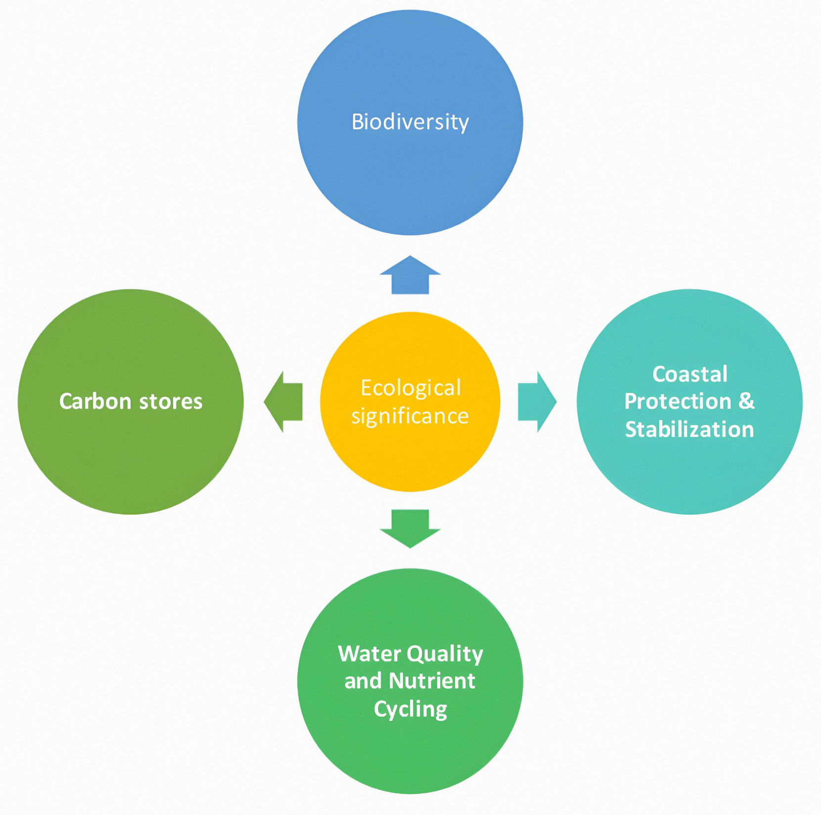 Figure 2. Diagram showing ecological significance of Mangroves.