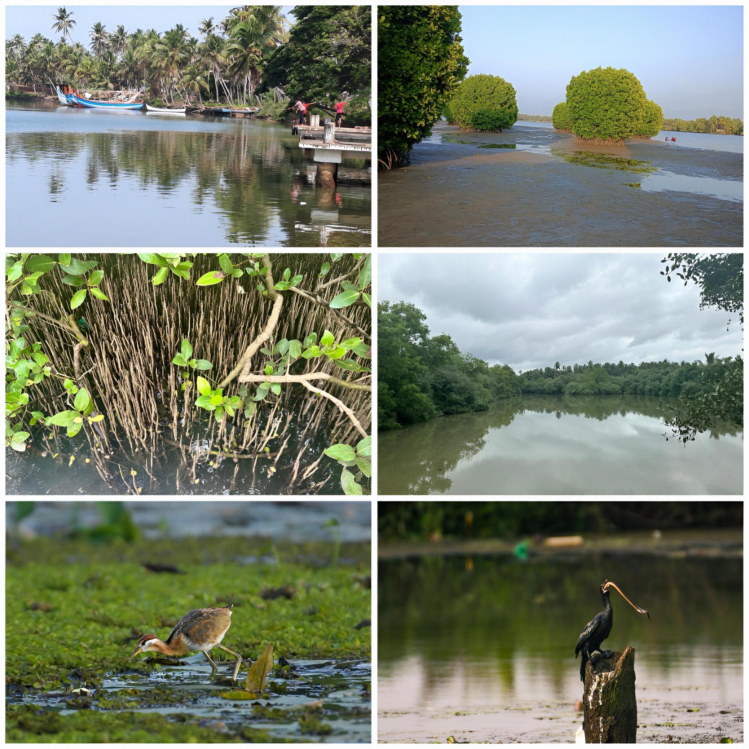 Figure 3. Different ecological role of Mangroves.