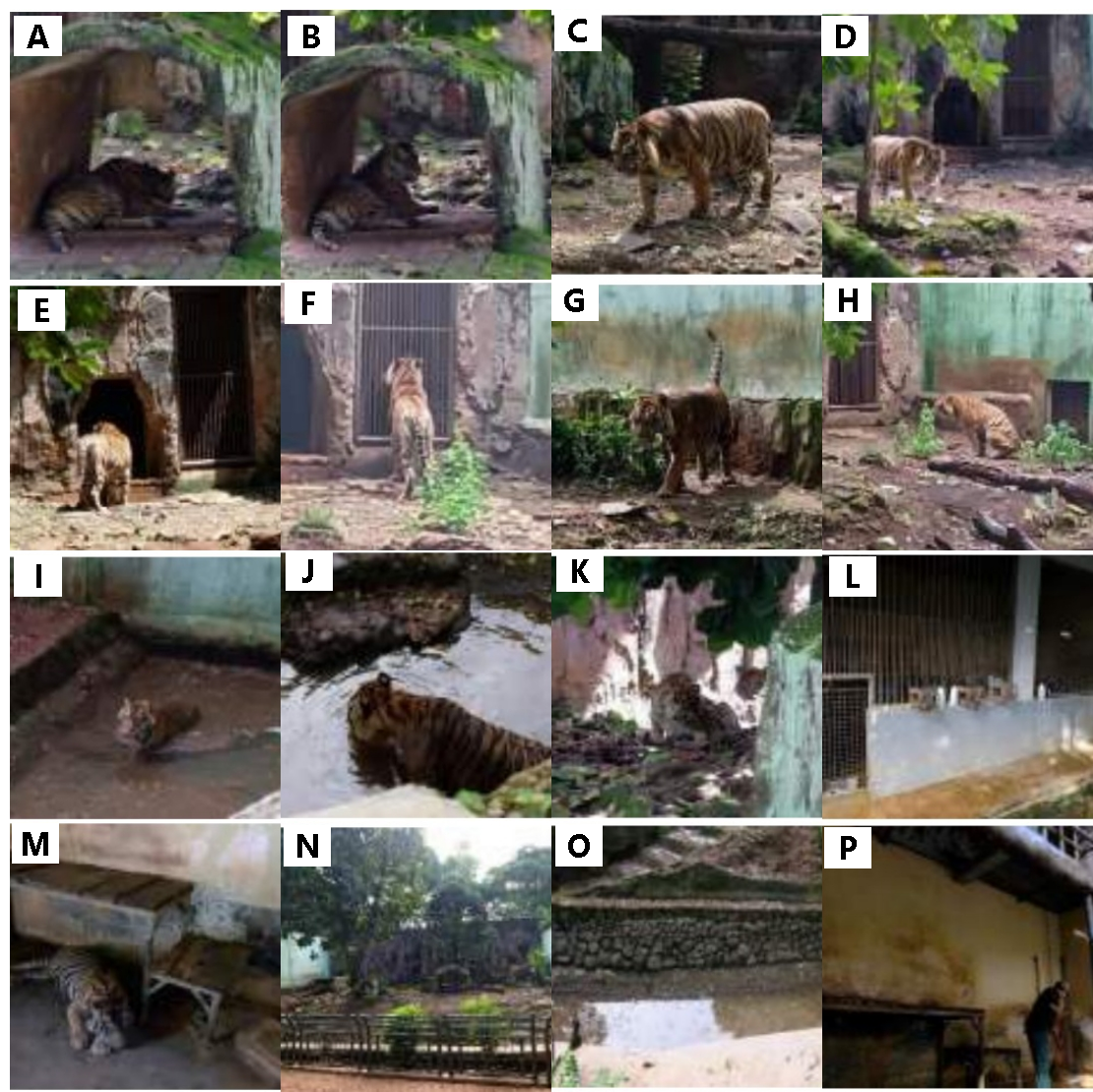 Figure 4. Behavioral activities, enclosure conditions, and management practices of Sumatran tigers at Ragunan Zoo: resting behavior (A–B), locomotion behavior (C–G), social interaction (H), grooming behavior (I), bathing behavior (J), drinking behavior (K), sleeping enclosure (L–M), exhibition enclosure (N), drainage system (O), and cleaning activity (P). Source: Author’s documentation (2024).