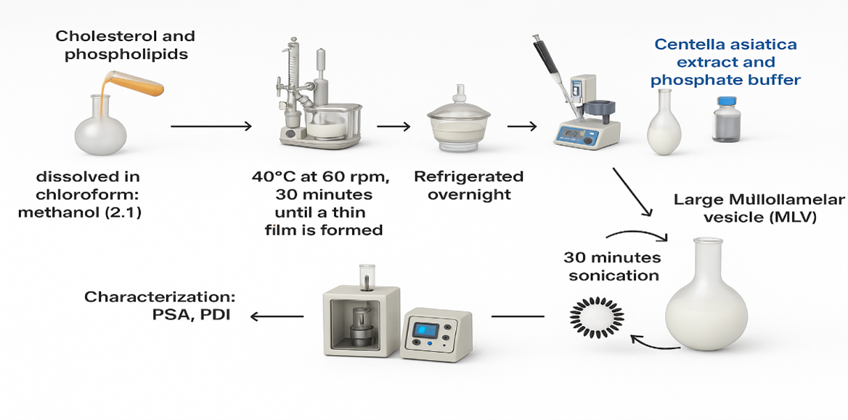 Figure 2. Schematic representation of C. asiatica extract liposome preparation by thin-layer hydration method.