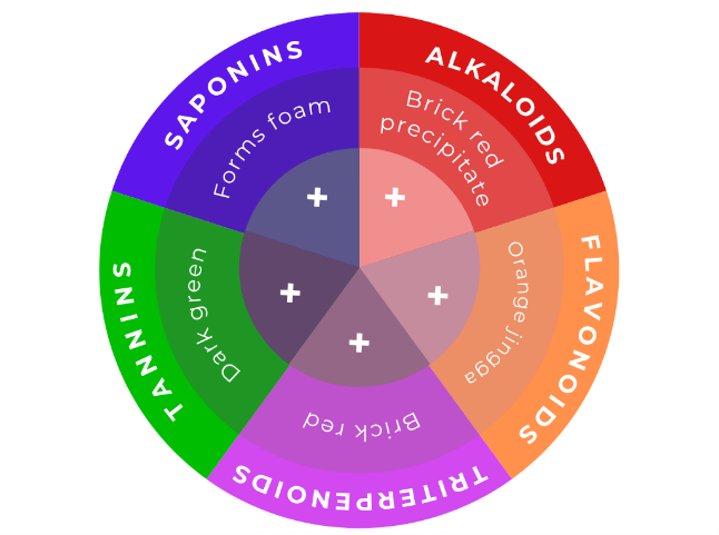 Figure 3. Phytochemical screening results of ethanol extract of C. asiatica (L.) Urban.