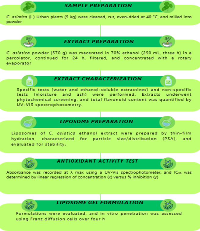 Figure 1. Experimental workflow of C. asiatica (L.) Urban ethanol extract and liposomal gel formulation.