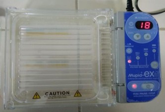 Figure 1. Electrophoresis Process.