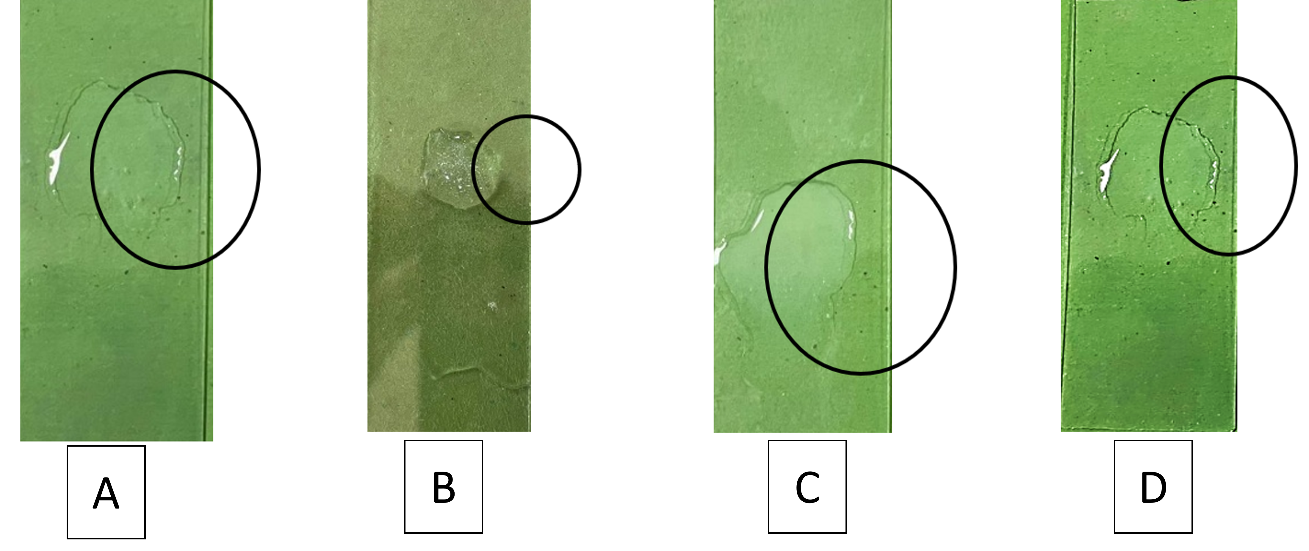 Figure 5. Results of catalase activity in tilapia A. 0 h, B. 3 h, C. 4 h, D. 5 h.