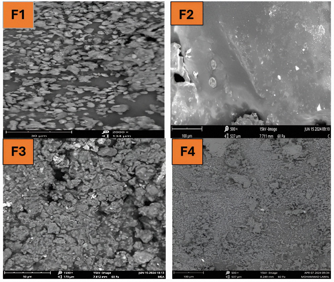 Figure 2. Scanning electron microscopy of formulated M. elengi-loaded chitosan NPs. F2 was used for drug delivery because of its optimum characteristics.
