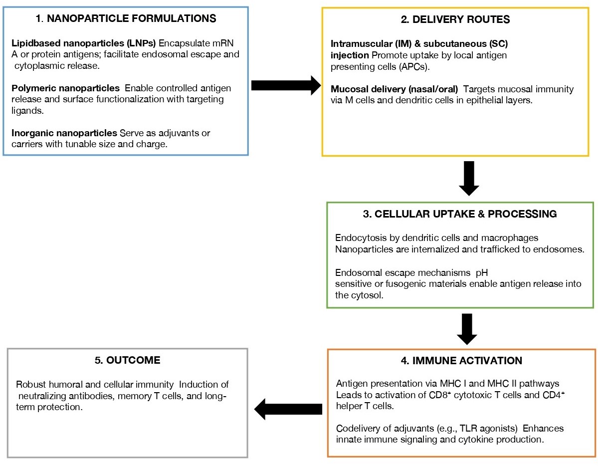 Figure 1. Schematic of nanochemistry-based vaccine delivery pathways.
