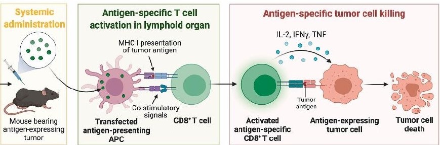  Figure 2. Mechanism of antigen release from polymeric nanoparticles.