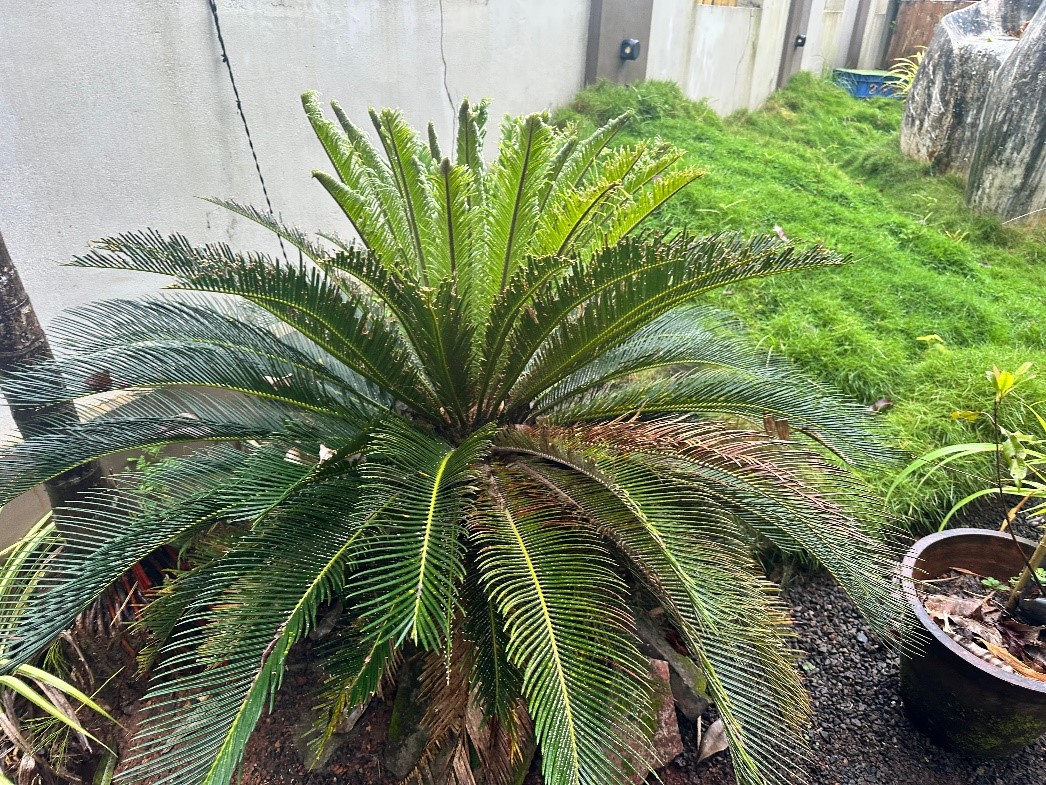 Figure 1. Cycas revoluta plant.