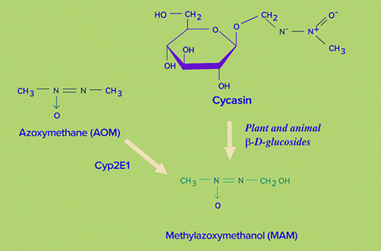 Figure 6. Structures of the cycad genotoxins cycasin, MAM, and the related compound azoxymethane (AOM).