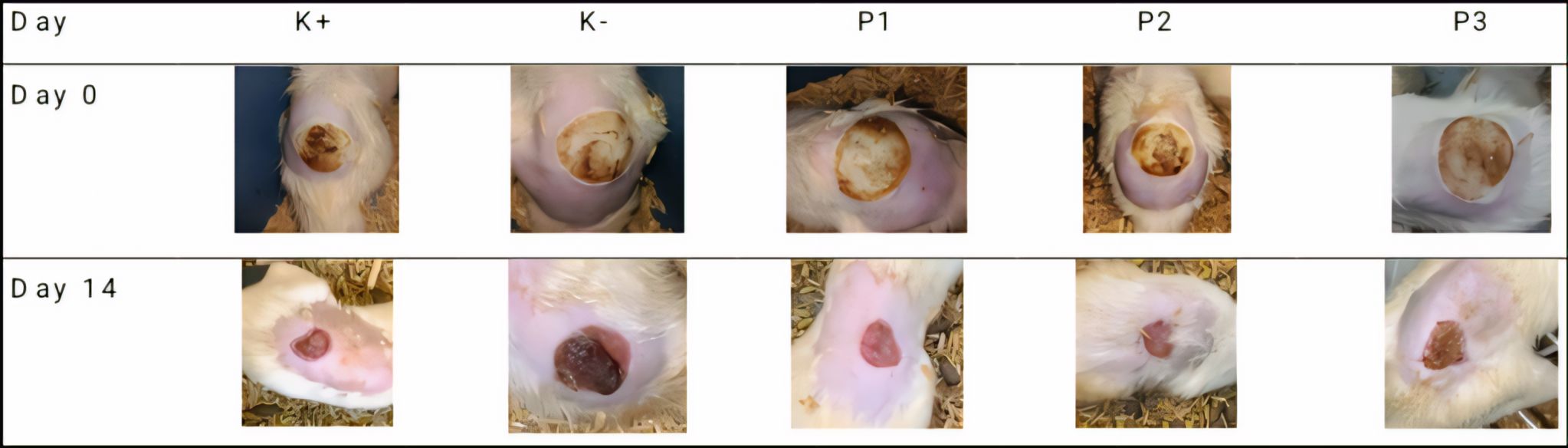 Figure 1. Result of burn healing (K+ = positive control, K- = negative control, P1 = concentration of 5%, P2 = concentration of 10%, P3 = concentration of 15%).