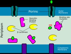 Penicillin Binding Protein Mutation and Beyond: A Comprehensive Approach to Addressing Streptococcus pneumoniae Resistance Figures