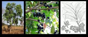 An overview of the historical context for Jamun's diverse medicinal properties Figures