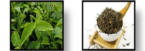 A Review Focusing on the Benefits of Green Tea Catechins as Nutraceuticals Figures