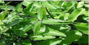 Pharmacognostic Study and Sedative Activity of Bryophyllum pinnatum Stem Methanol Extract and Fractions Figures