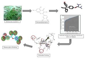 Pharmacophore Modeling and Molecular Docking of Flavonoid Derivatives in Abelmoschus manihot Against Human Estrogen Receptor Alpha of Breast Cancer Figures