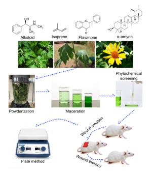 A comparative study of in-vivo wound healing properties of Tithonia Diversifolia. A gray crude extracts to Silver Sulphadiazine in Albino Wistar rats.