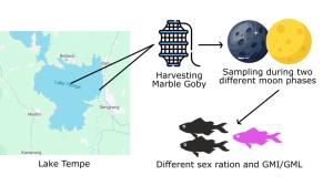 Sex Ratio and Gonadal Maturity of Marble Goby (Oxyeleotris marmorata) in Lake Tempe, Indonesia Figures