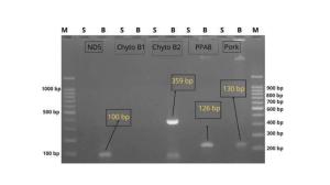 Evaluation of Pork-Specific DNA Primers for Halal Authentication in Processed Meats Figures