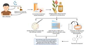 Antibacterial Activity of Kecombrang (Etlingera elatior) Stems Against Skin Infection-Causing Bacteria Figures