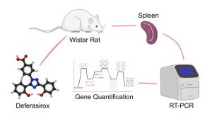 Differential Regulation of Slc40a1, Fth1, and Hmox1 by Deferasirox in Splenic Iron Overload Figures