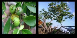 A mini review on the analytical method and its validation for Psidium guajava Figures